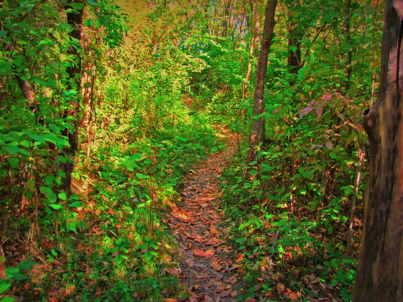 Forest Trail with Leaves — Green