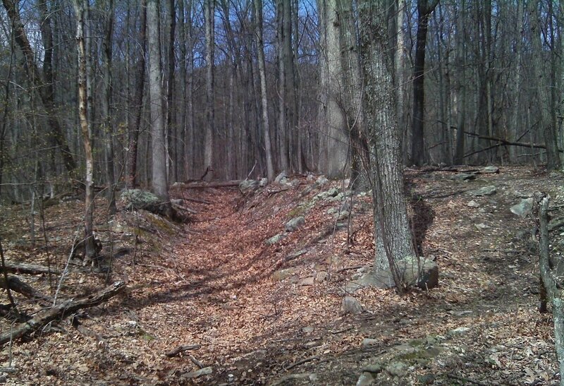 Forest Trail with Leaves