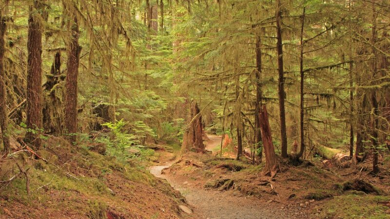 Forest trail with moss-covered trees