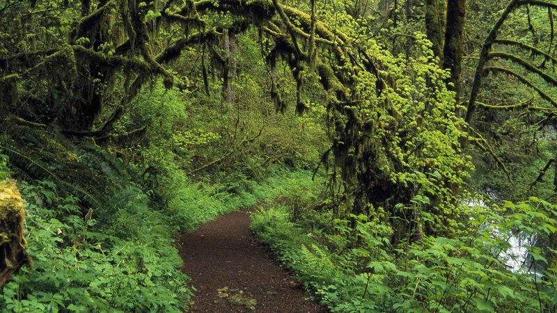 Forest trail with moss-covered trees