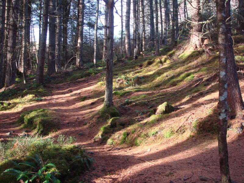 Forest Trail with Moss