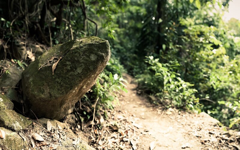 Forest trail with mossy rock