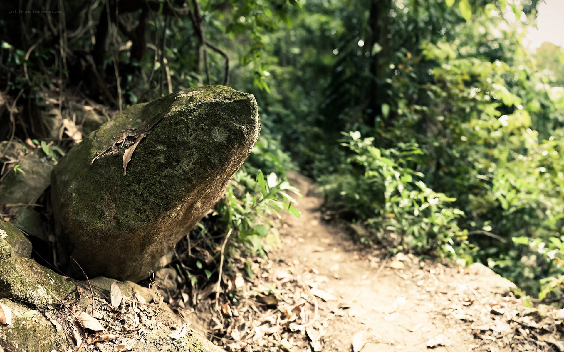 Forest trail with mossy rock