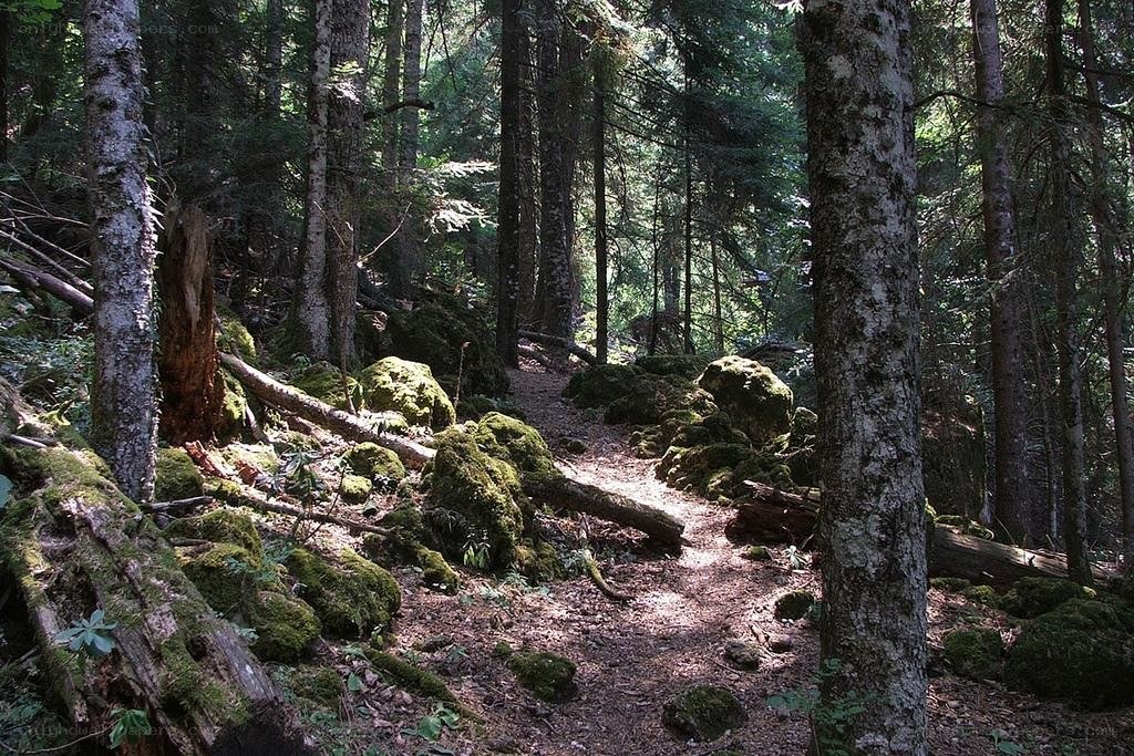 Forest trail with mossy rocks