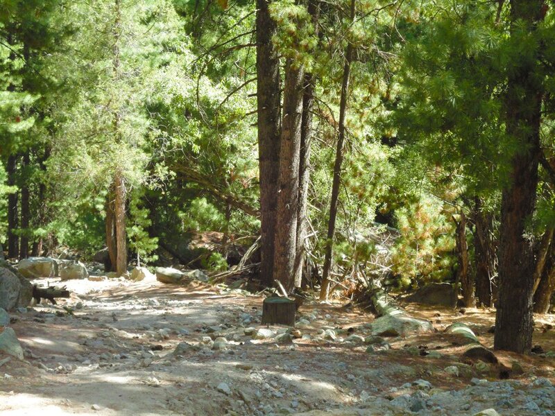 Forest trail with pine trees