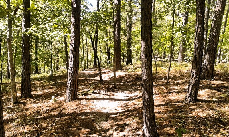 Forest Trail with Pine Trees — Green