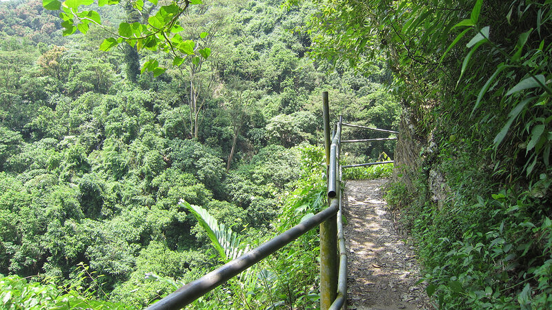 Forest Trail with Railing — Green