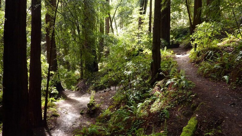 Forest trail with redwoods