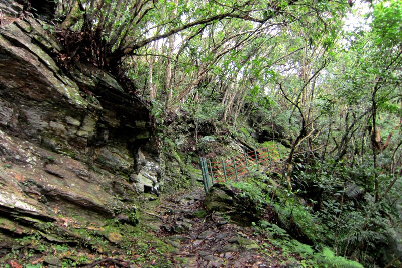 Forest Trail with Rock Wall