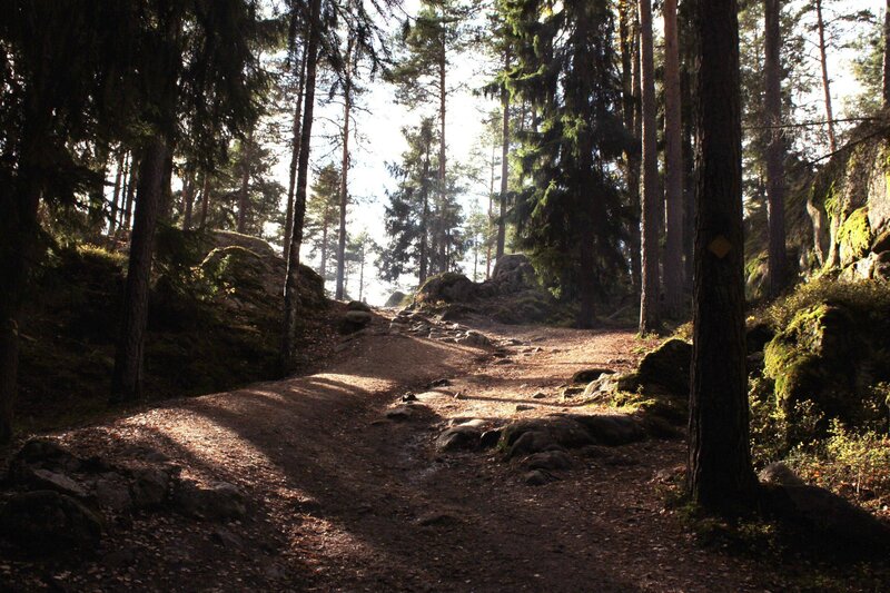 Forest Trail with Rocks — Brown, Serene