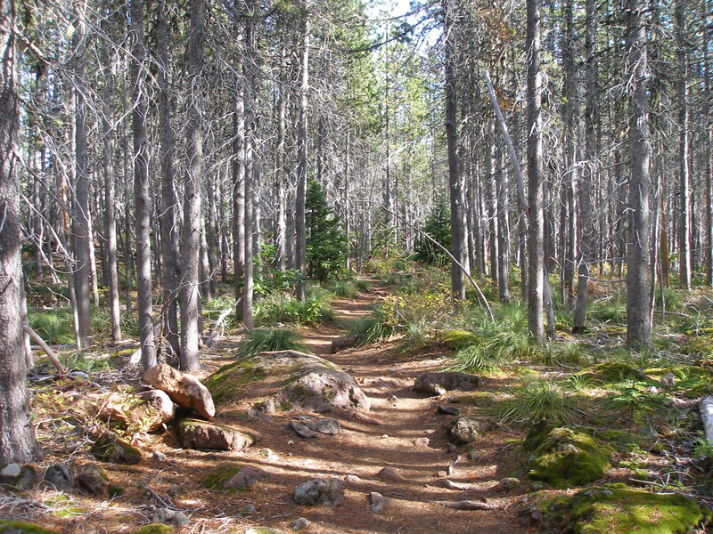 Forest Trail with Rocks — Brown