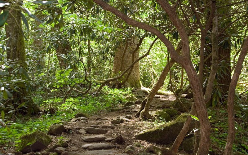 Forest Trail with Rocks — Green, Serene
