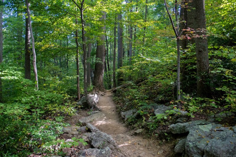 Forest Trail with Rocks — Green