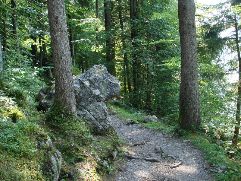 Forest Trail with Rocks