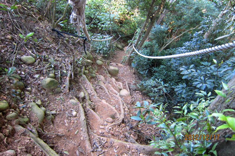 Forest Trail with Roots — Green