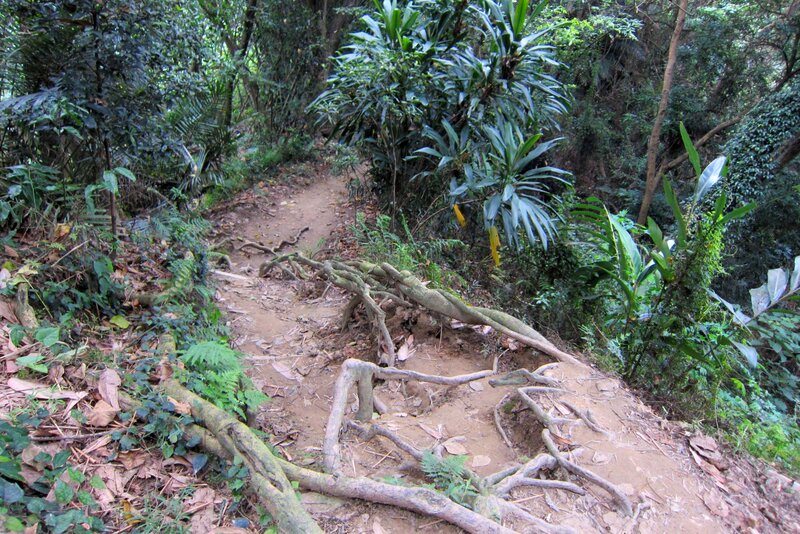 Forest Trail with Roots