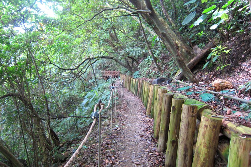 Forest Trail with Rope Railing