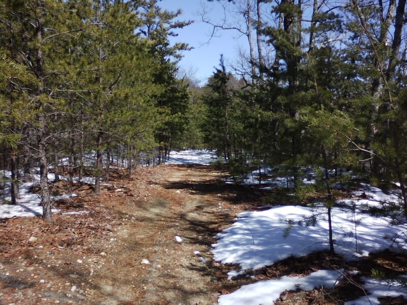 Forest trail with snow patches