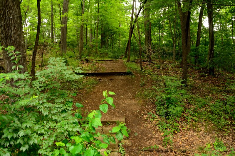 Forest Trail with Steps