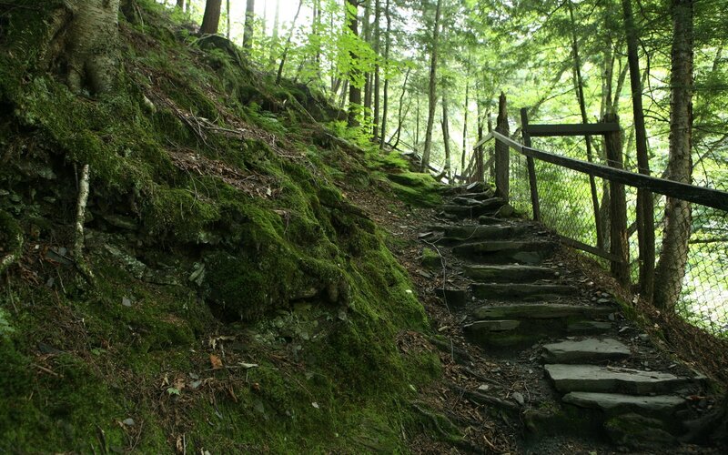 Forest trail with stone steps