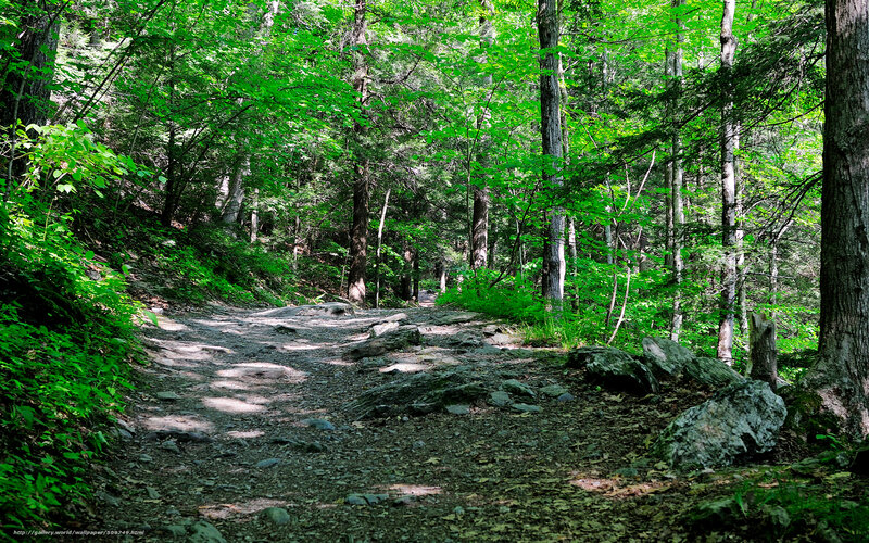 Forest trail with sunlight