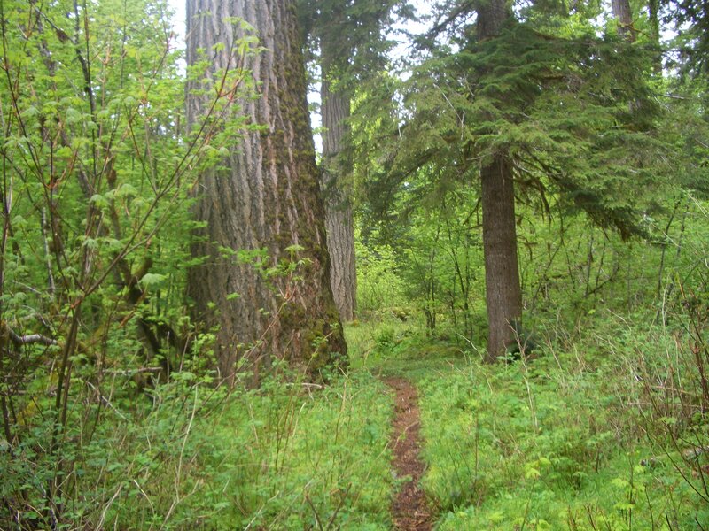 Forest trail with tall trees