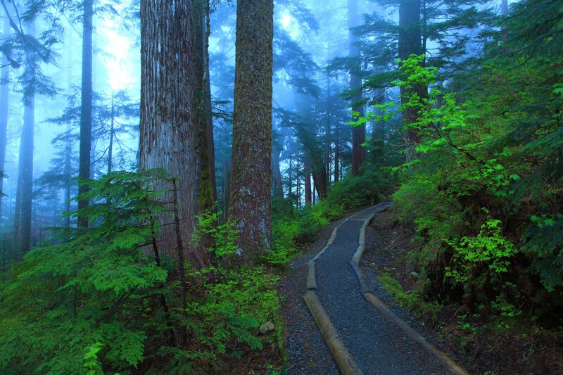 Forest Trail with Tall Trees — Green