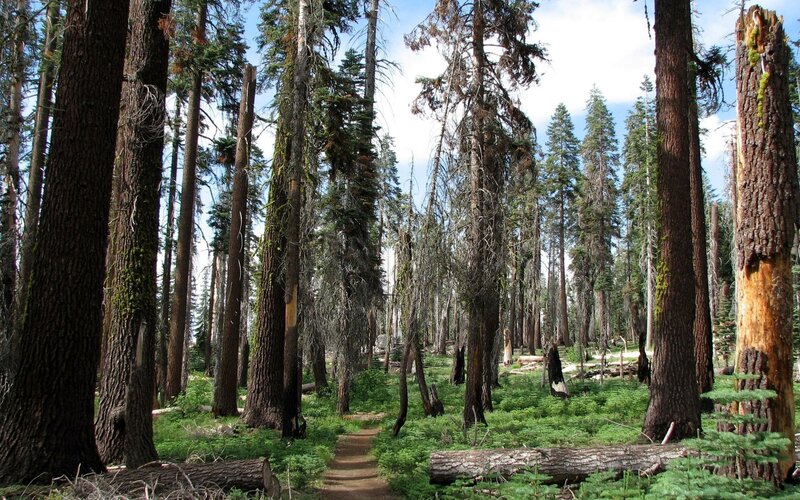 Forest trail with tall trees