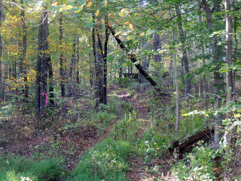 Forest Trail with Trees — Green, Serene