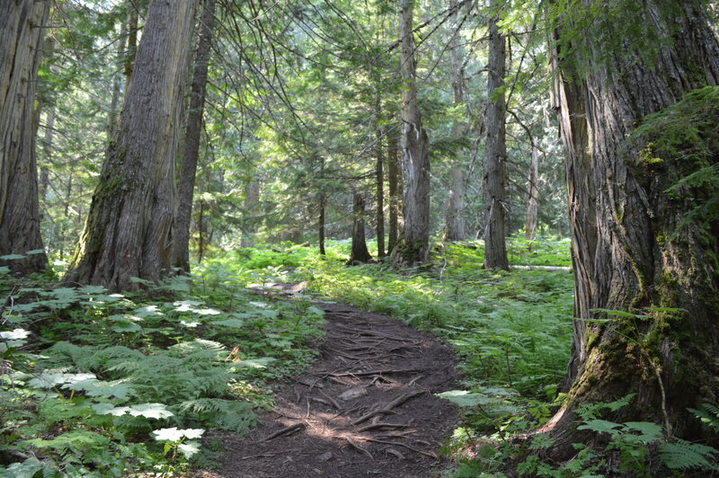 Forest Trail with Trees — Green