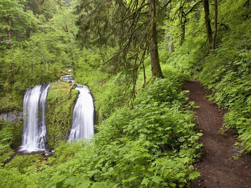 Forest trail with waterfall