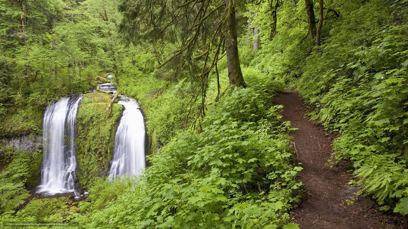 Forest trail with waterfall