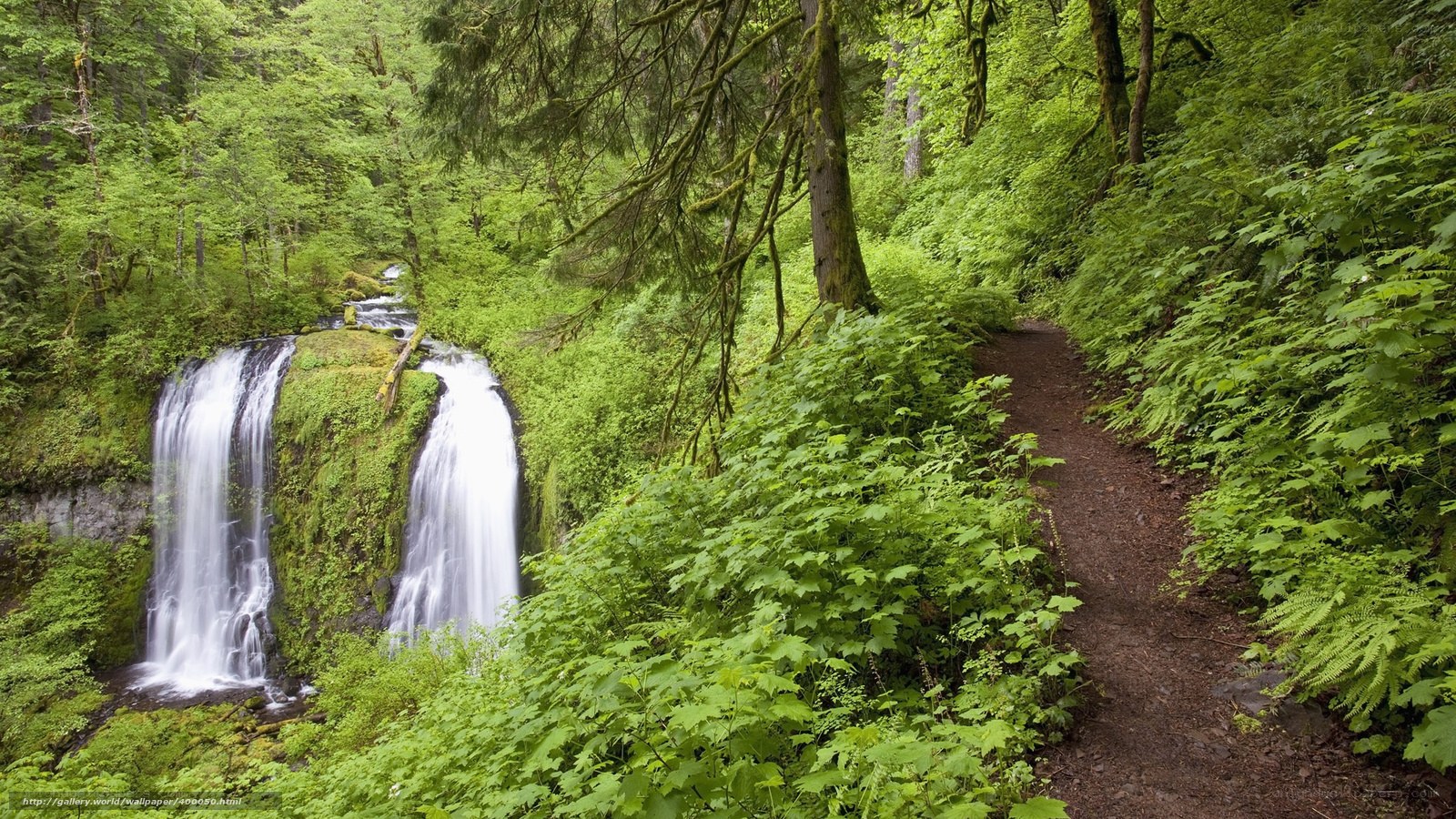 Forest trail with waterfall