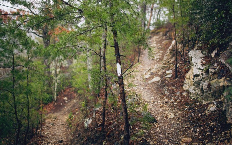 Forest trail with white blaze