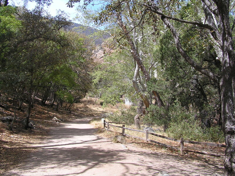 Forest trail with wooden fence
