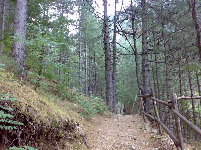 Forest trail with wooden fence