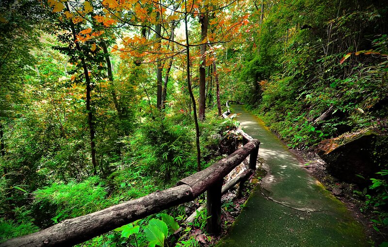 Forest Trail with Wooden Railing — Green