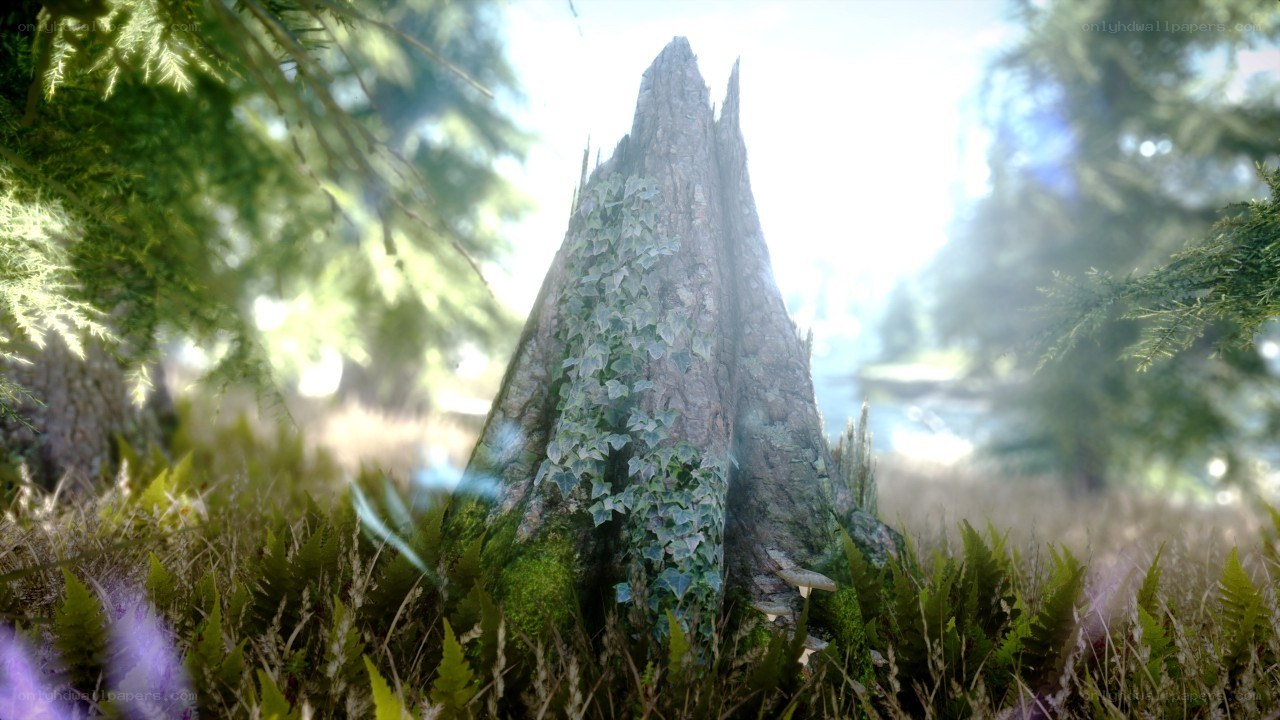 forest tree stump with ivy