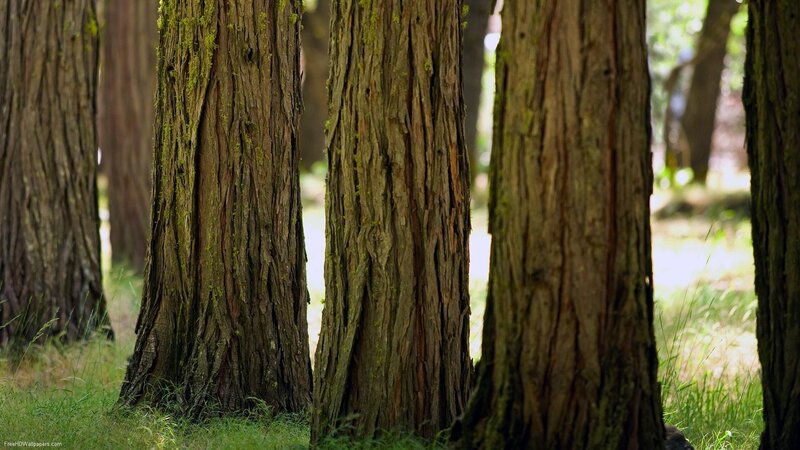 Forest tree trunks in sunlight