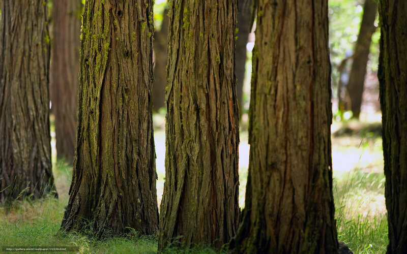 Forest tree trunks in sunlight
