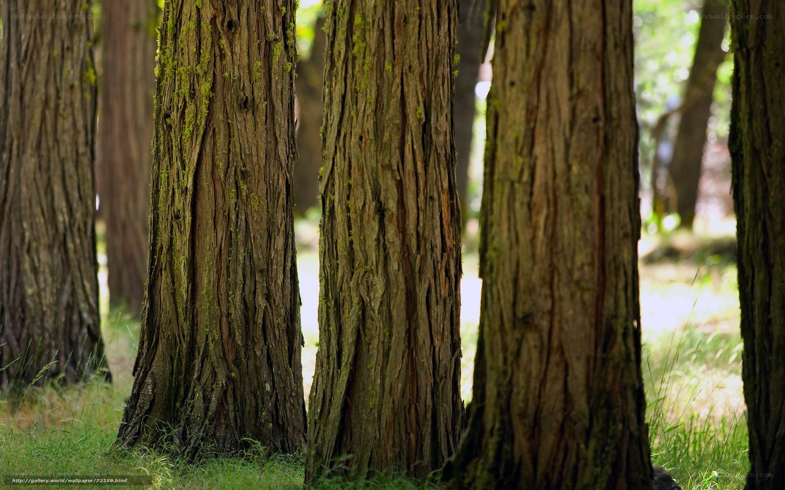 Forest tree trunks in sunlight