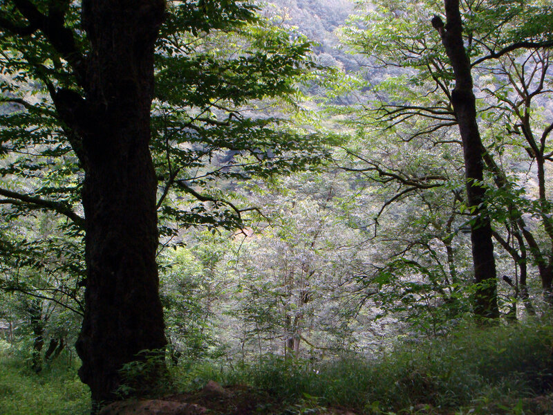Forest Trees and Foliage