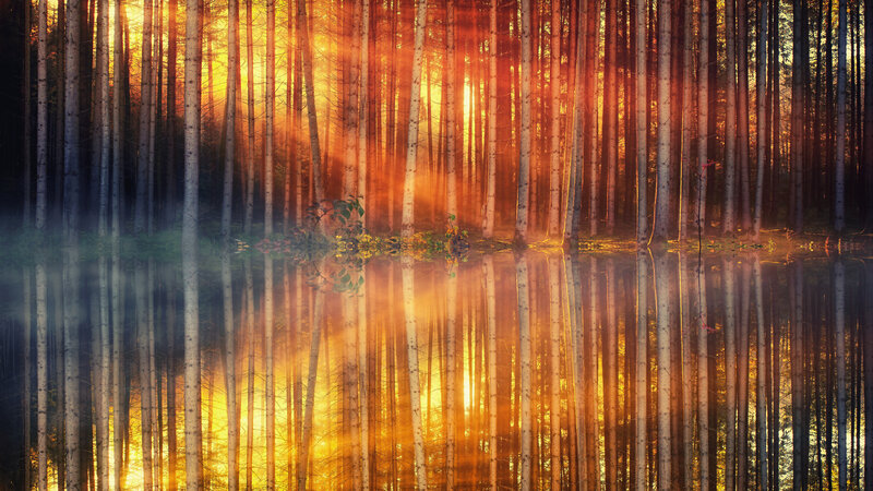 Forest Trees at Sunrise