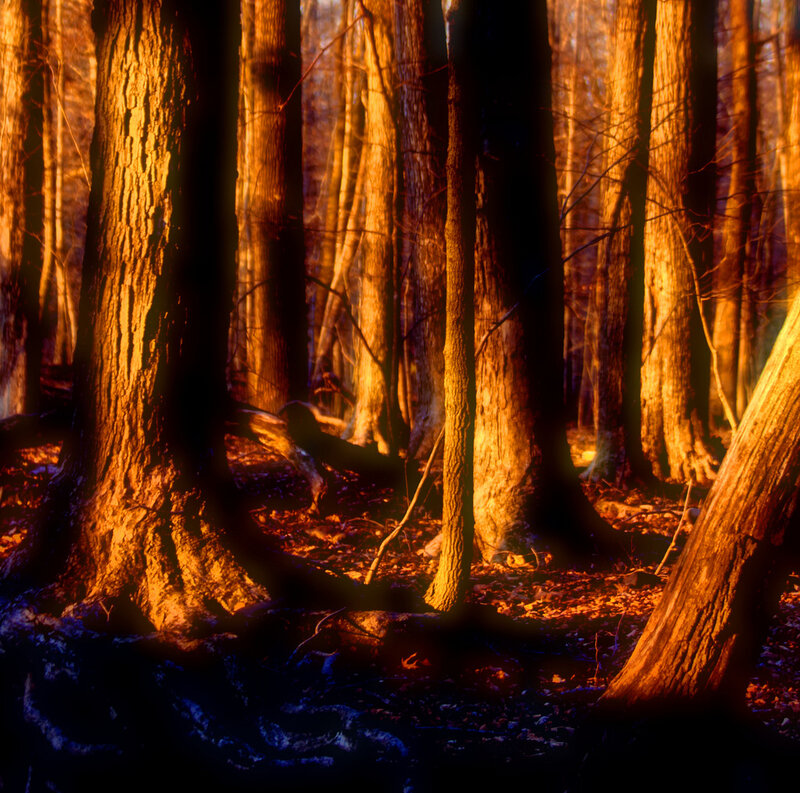 Forest Trees at Sunset — Orange