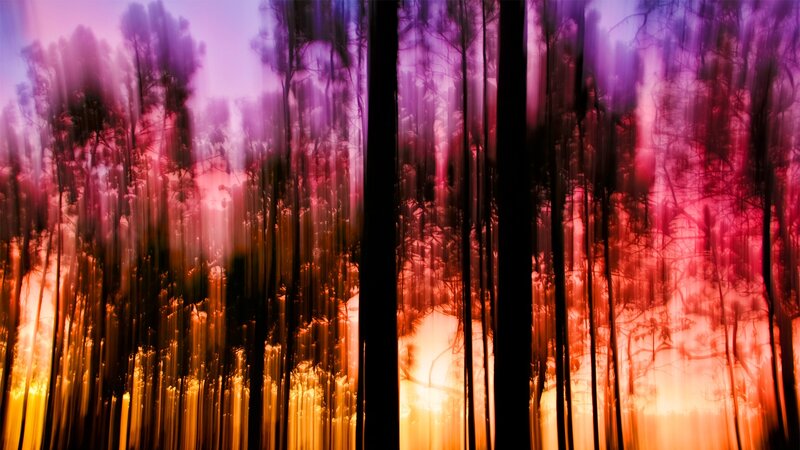 Forest Trees at Sunset — Purple