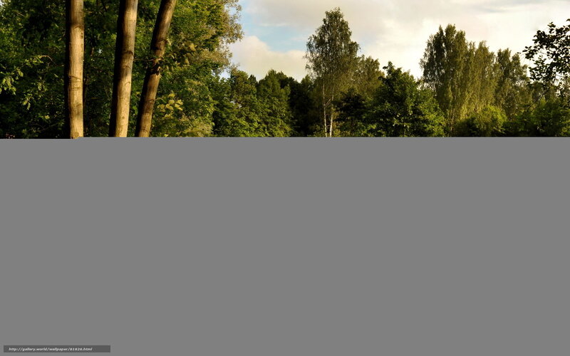 Forest trees at sunset