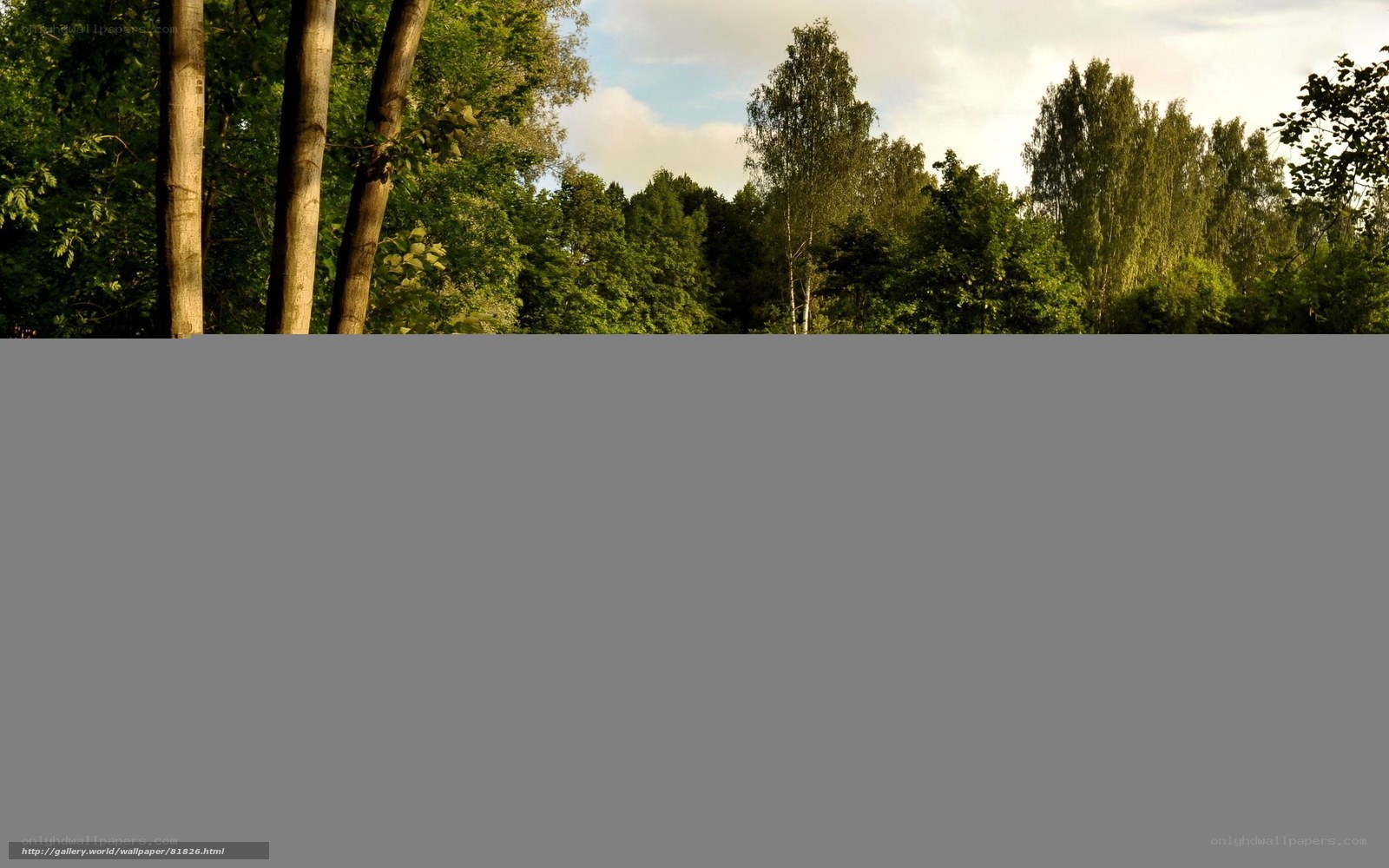 Forest trees at sunset
