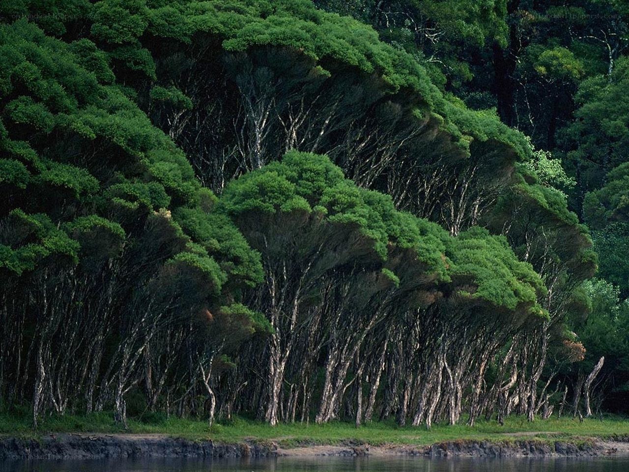 Forest trees by the water