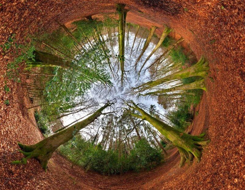 Forest Trees from Below