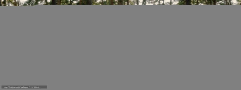 Forest Trees in a Line